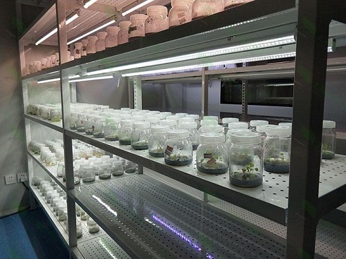 菏泽植物组织培养实验室设计建设方案